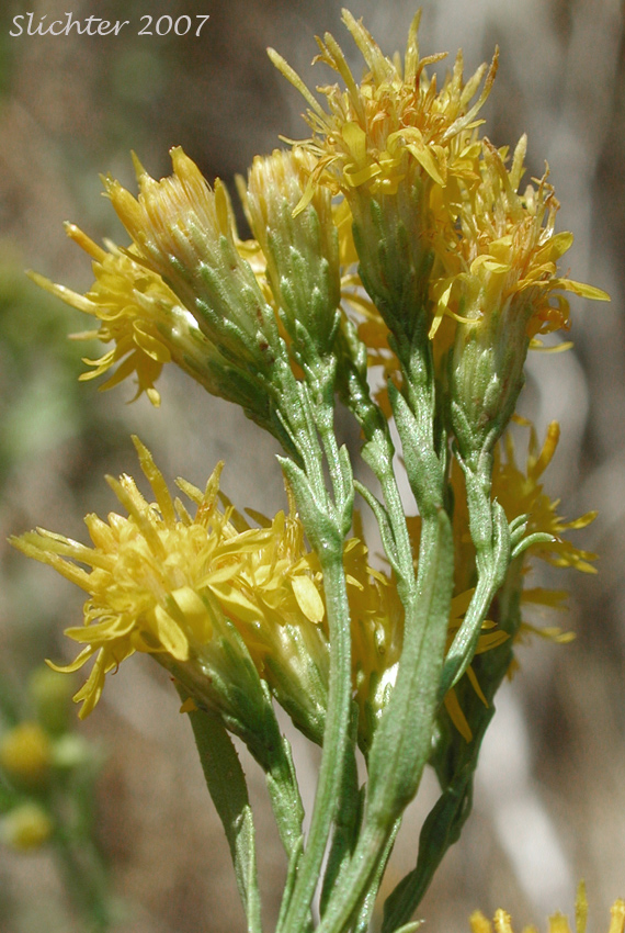 Western Goldenrod, Western Goldentop: Euthamia occidentalis (Synonyms: Euthamia californica, Euthamia linearifolia, Solidago occidentalis)