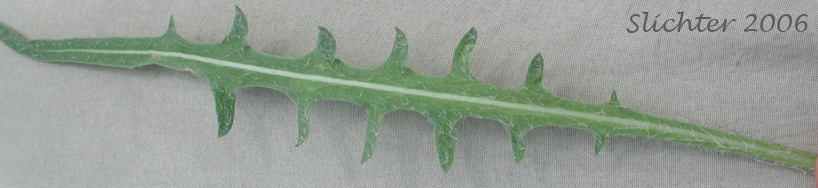 Upper leaf surface of Spear-leaf Agoseris, Spear-leaved Agoseris: Agoseris retrorsa (Synonym: Macrorhynchus retrorsus)