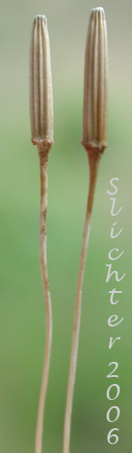 Achenes of Spear-leaf Agoseris, Spear-leaved Agoseris: Agoseris retrorsa (Synonym: Macrorhynchus retrorsus)