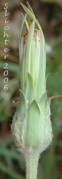 Involucre of Spear-leaf Agoseris, Spear-leaved Agoseris: Agoseris retrorsa (Synonym: Macrorhynchus retrorsus)