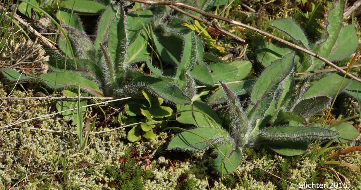 Lower stem leaf clusters of Long-beard Hawkweed, Long-bearded Hawkweed: Hieracium longiberbe