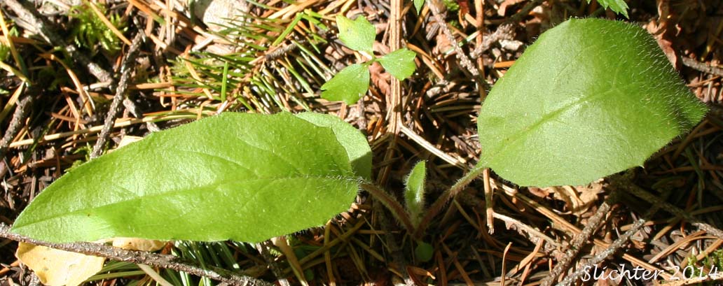 Leaves of Common Hawkweed, English Hawkweed, European Hawkweed, Lachenal's Hawkweed, Slender Hawkweed: Hieracium lachenalii (Synonym: Hieracium vulgatum)