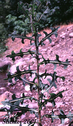 Prickly Lettuce: Lactuca serriola (Synonyms: Lactuca scariola, Lactuca scariola var. integrata, Lactuca scariola var. scariola)