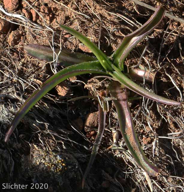 Basal leaves of False Agoseris, Weevil Microseris, Weevil Prairie-dandelion: Nothocalais troximoides (Synonyms: Microseris troximoides, Scorzonella troximoides)