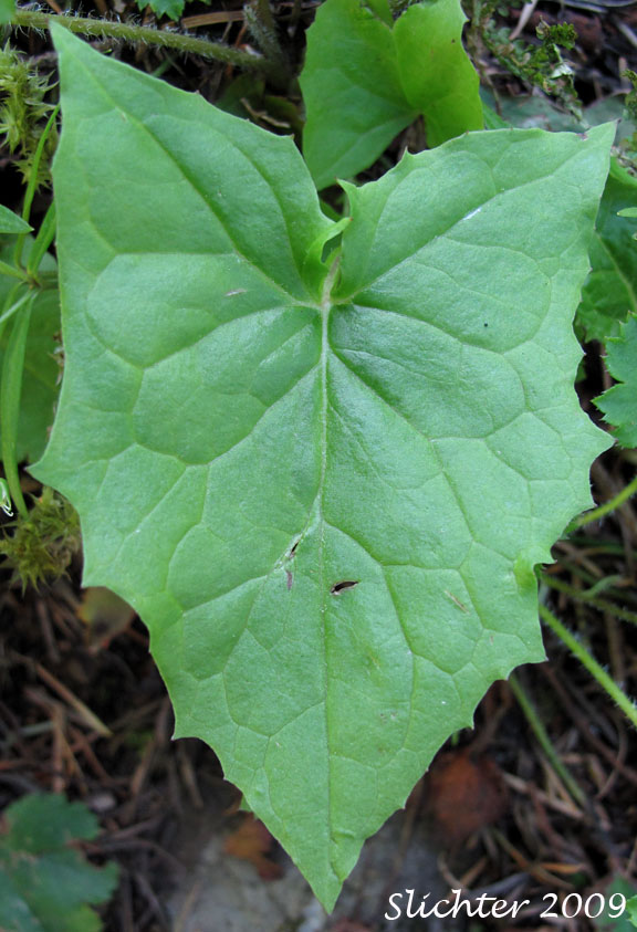 Arrow-shaped leaf of Western Rattlesnakeroot, Western Rattlesnake-root, Western Rattlesnake Root, Western White Lettuce: Nabalus hastatus (Synonyms: Nabalus alatus, Prenanthes alata, Prenanthes lessingii)