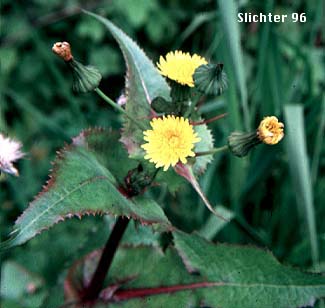Prickly Sow-thistle, Prickly Sow Thistle, Spiny Leaf Swo-Thistle: Sonchus asper (Synonym: Sonchus asper ssp. asper)