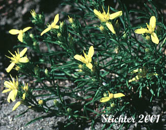 Heath Goldenrod, Rabbitbush, Rabbitbrush Goldenweed: Ericameria bloomeri (Synonyms: Haplopappus bloomeri, Haplopappus bloomeri var. angustatus, Happlopappus bloomeri var. bloomeri, Haplopapppus bloomeri var. sonnei)