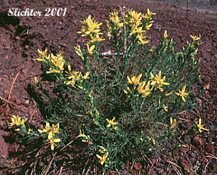 Heath Goldenrod, Rabbitbush, Rabbitbrush Goldenweed: Ericameria bloomeri (Synonyms: Haplopappus bloomeri, Haplopappus bloomeri var. angustatus, Happlopappus bloomeri var. bloomeri, Haplopapppus bloomeri var. sonnei)