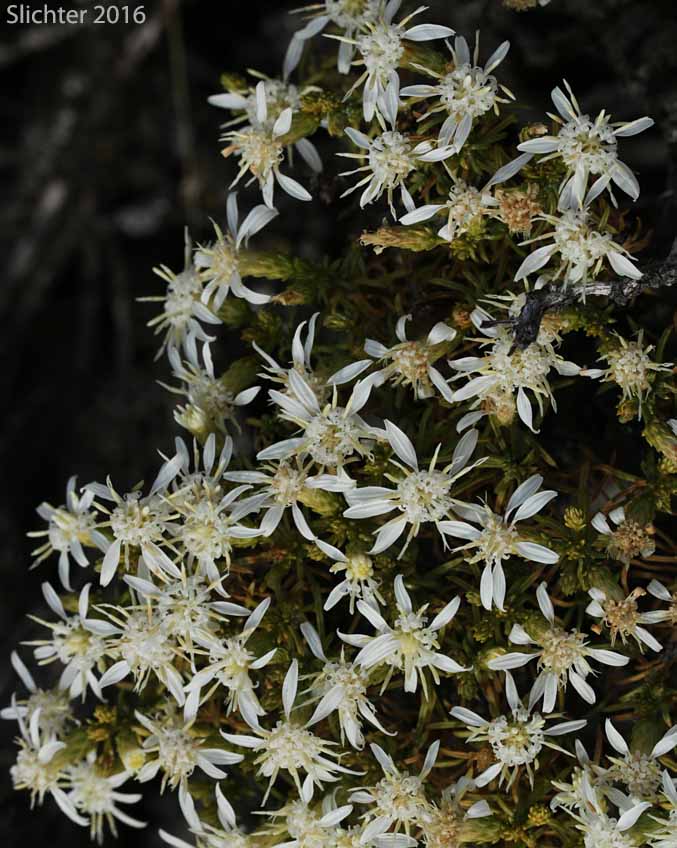 Columbian Goldenbush, Columbia Goldenweed, Columbian Heath Goldenrod, Gnarled Goldenweed: Ericameria resinosa (Synonym: Haplopappus resinosus)