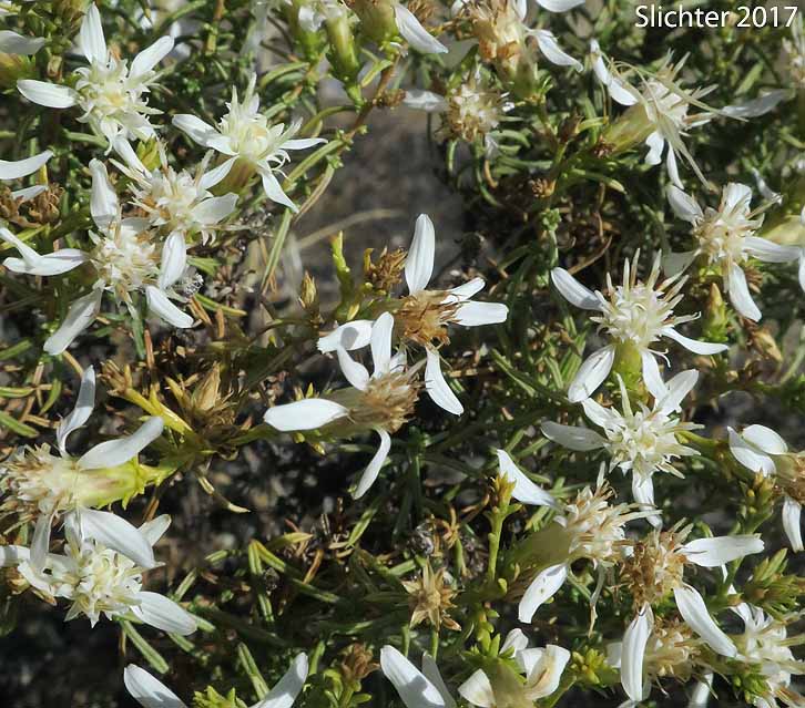 Columbian Goldenbush, Columbia Goldenweed, Columbian Heath Goldenrod, Gnarled Goldenweed: Ericameria resinosa (Synonym: Haplopappus resinosus)