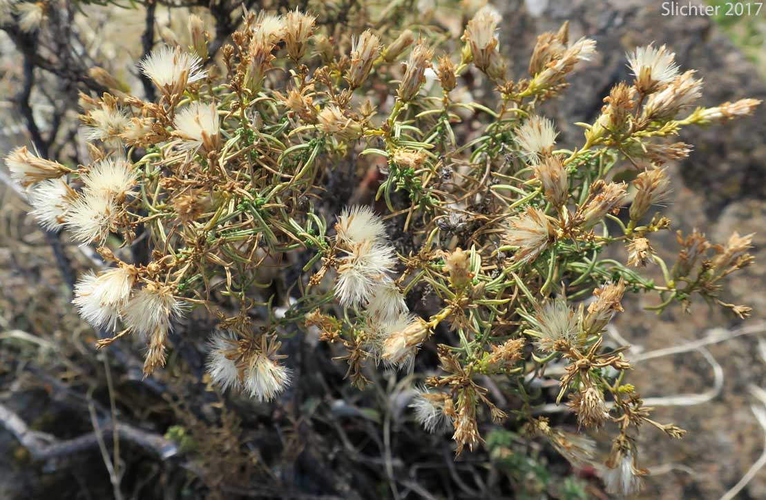 Maturing seed heads of Columbian Goldenbush, Columbia Goldenweed, Columbian Heath Goldenrod, Gnarled Goldenweed: Ericameria resinosa (Synonym: Haplopappus resinosus)