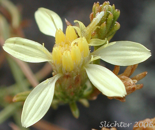 Flower head of Columbian Goldenbush, Columbia Goldenweed, Columbian Heath Goldenrod, Gnarled Goldenweed: Ericameria resinosa (Synonym: Haplopappus resinosus)