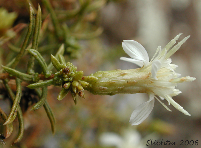 Flower head of Columbian Goldenbush, Columbia Goldenweed, Columbian Heath Goldenrod, Gnarled Goldenweed: Ericameria resinosa (Synonym: Haplopappus resinosus)