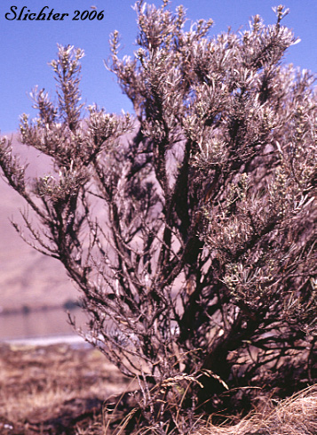 Scabland Sagebrush, Stiff Sagebrush: Artemisia rigida