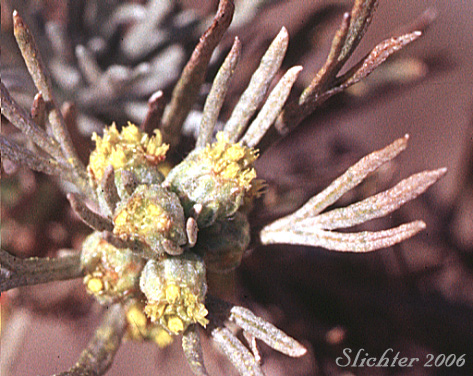 Flower heads of Scabland Sagebrush, Stiff Sagebrush: Artemisia rigida