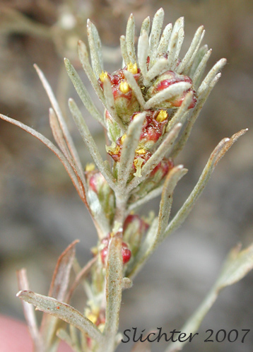 Scabland Sagebrush, Stiff Sagebrush: Artemisia rigida