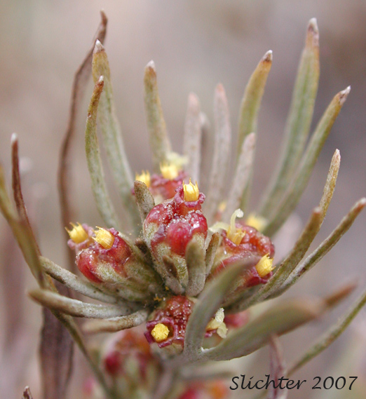 Inflorescence of Scabland Sagebrush, Stiff Sagebrush: Artemisia rigida