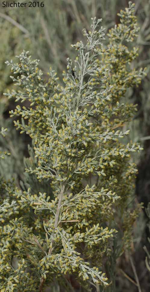 Big Sagebrush, Tall Sagebrush: Artemisia tridentata ssp. tridentata (Synonym: Artemisia tridentata var. tridentata)