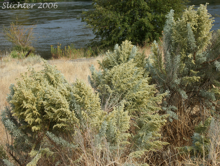 Big sagebrush (Artemisia tridentata ssp. tridentata) in bloom along the Deschutes River...........late September or early October.