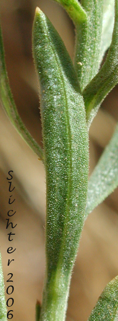 Close-up of the lower leaf surface of Sticky-flowered Rabbitbrush, Yellow Rabbitbrush: Chrysothamnus viscidiflorus ssp. viscidiflorus (Synonyms: Chrysothamnus viscidiflorus ssp. pumilus, Chrysothamnus viscidiflorus ssp. stenophyllus, Chrysothamnus viscidiflorus ssp. typicus, Chrysothamnus viscidiflorus ssp. viscidiflorus var. viscidiflorus, Chrysothamnus viscidiflorus var. pumilus, Chrysothamnus viscidiflorus var. stenophyllus, Chrysothamnus viscidiflorus var. typicus, Chrysothamnus viscidiflorus var. viscidiflorus, Ericameria viscidiflora, Ericameria viscidiflora ssp. viscidiflora, Ericameria viscidiflora var. stenophylla)