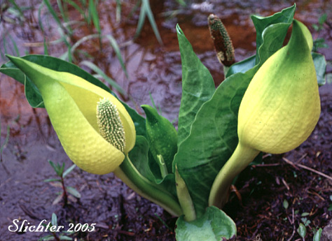 American Skunk Cabbage, Skunk-cabbage, Yellow Skunk Cabbage: Lysichiton americanus (Synonym: Lysichitum americanum)