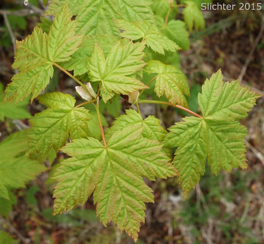 Douglas Maple, Rocky Mountain Maple: Acer glabrum var. douglasii (Synonyms: Acer douglasii, Acer glabrum ssp. douglasii)