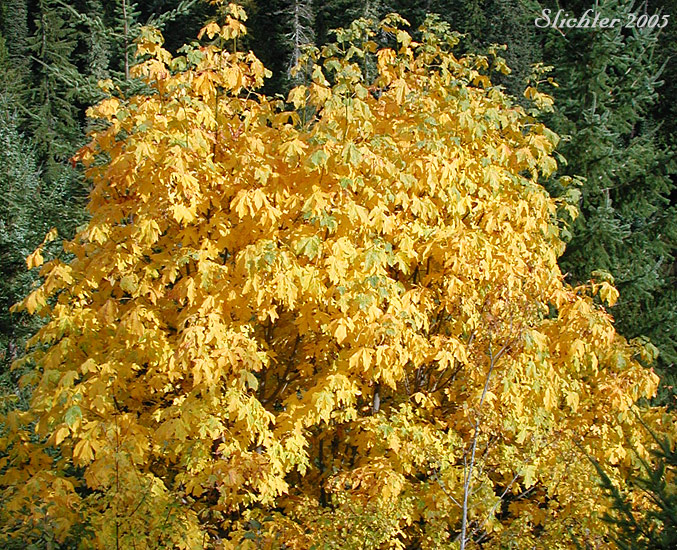 Fall foliage of Bigleaf Maple: Acer macrophyllum