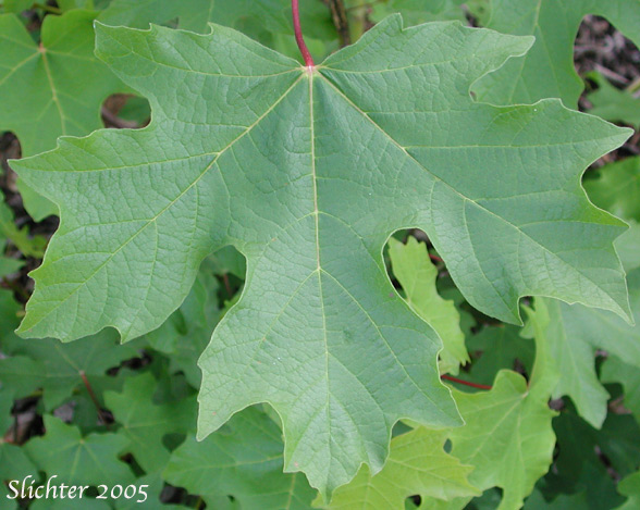 Simple-palmate leaf of Bigleaf Maple: Acer macrophyllum