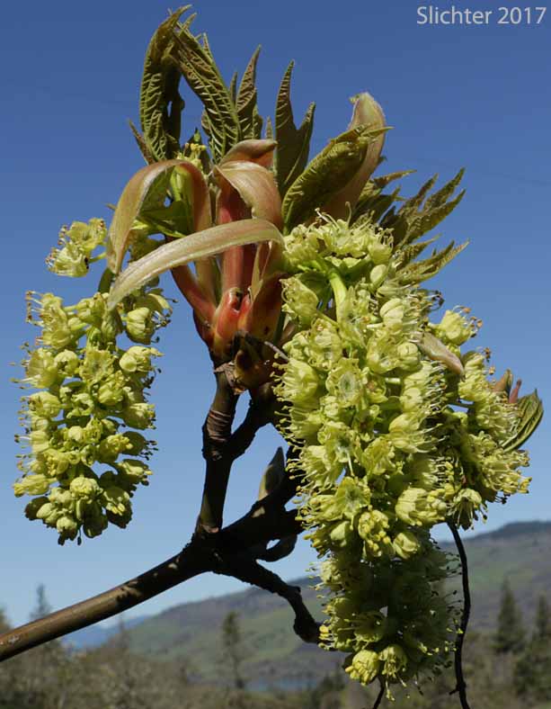 Flowers of Bigleaf Maple: Acer macrophyllum