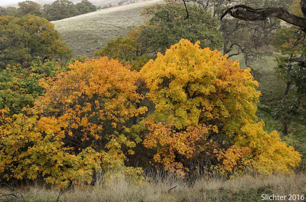 Fall color on Bigleaf Maple: Acer macrophyllum