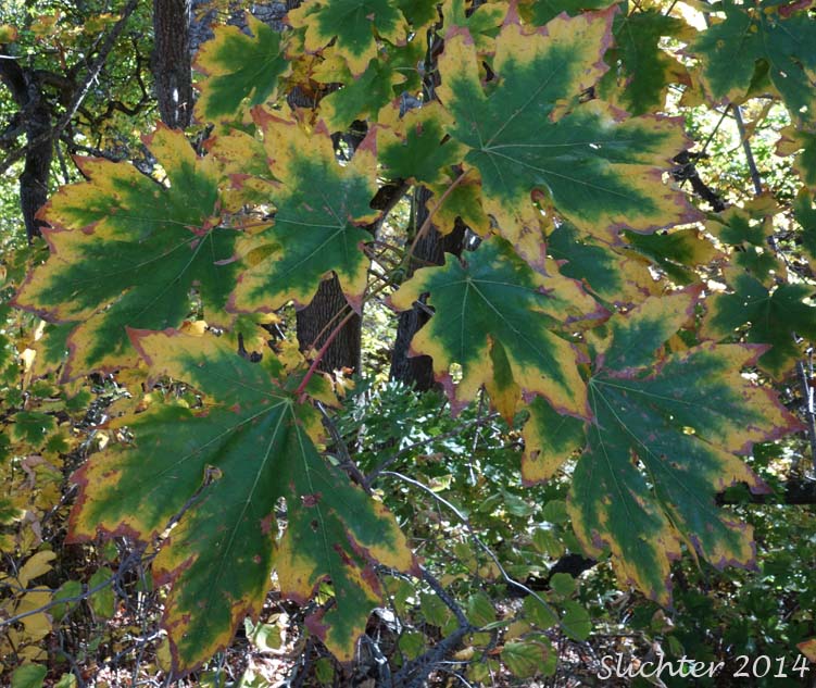 Bigleaf Maple: Acer macrophyllum