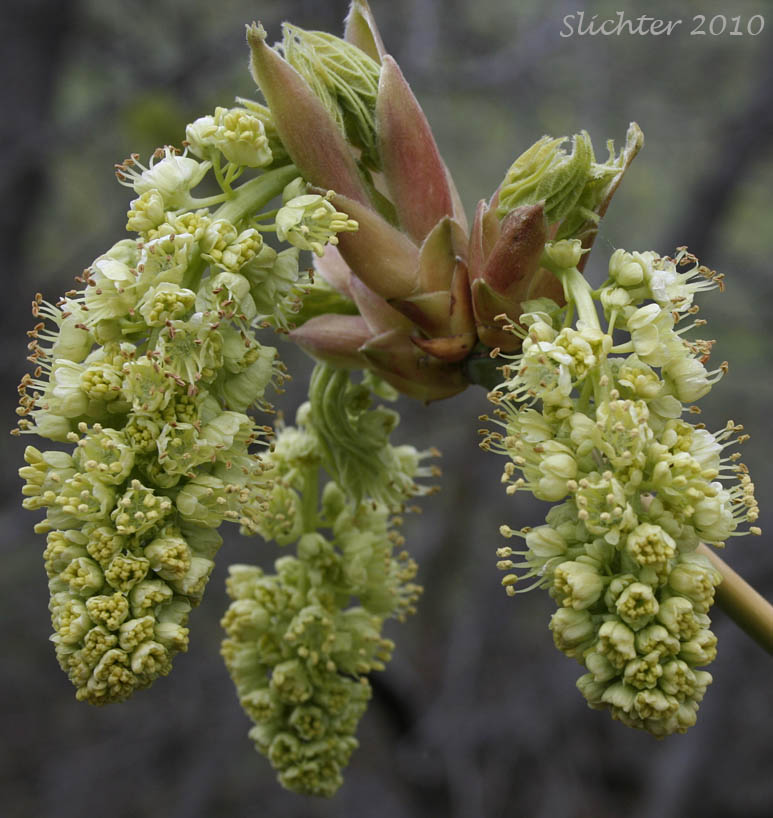 Pendant inflorescences of Bigleaf Maple: Acer macrophyllum