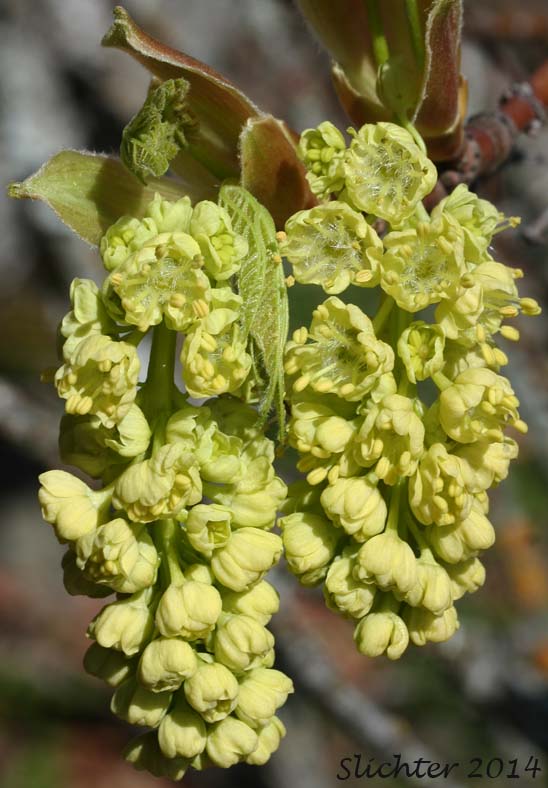 Inflorescence of Bigleaf Maple: Acer macrophyllum