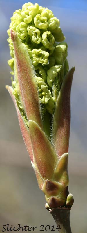 Terminal flower bud opening in Bigleaf Maple: Acer macrophyllum