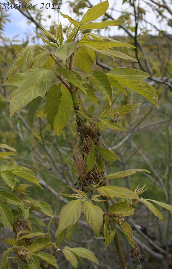 Leaves and flowers of Box Elder: Acer negundo (Synonyms: Acer negundo ssp. californicum, Acer negundo var. californicum, Acer negundo var. negundo, Acer negundo var. variegatum, Negundo aceroides, Negundo californicum, Negundo negundo)