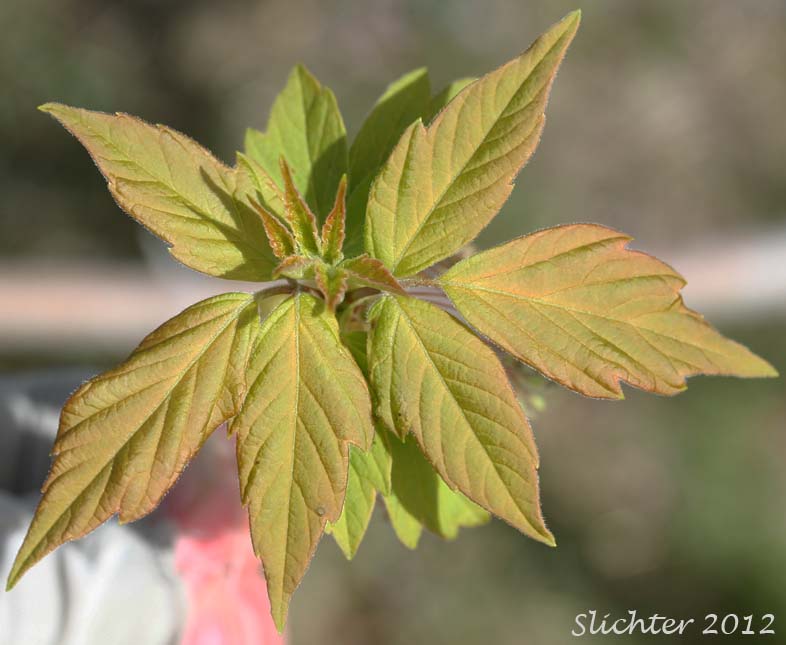 Young leaves of Box Elder: Acer negundo (Synonyms: Acer negundo ssp. californicum, Acer negundo var. californicum, Acer negundo var. negundo, Acer negundo var. variegatum, Negundo aceroides, Negundo californicum, Negundo negundo)