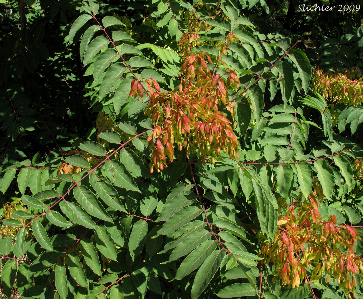 Tree-of-heaven: Ailanthus altissima (Synonym: Ailanthus glandulosa)