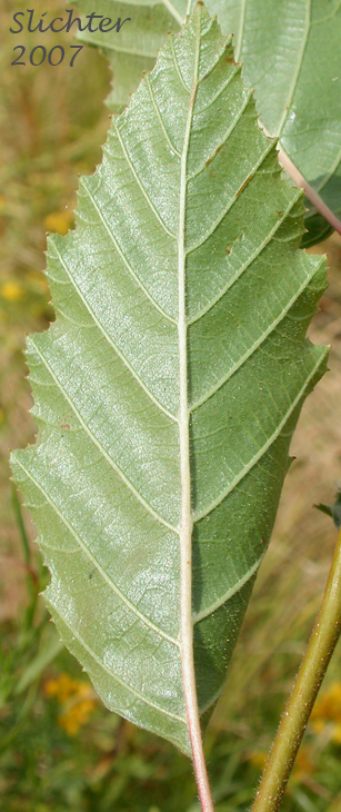Ventral leaf surface of Gray Alder, Mountain Alder, Thinleaf Alder: Alnus incana ssp. tenuifolia (Synonyms: Alnus incana var. occidentalis, Alnus rugosa, Alnus tenuifolia)