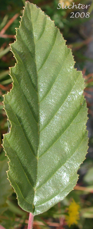 Leaf of Gray Alder, Mountain Alder, Thinleaf Alder: Alnus incana ssp. tenuifolia (Synonyms: Alnus incana var. occidentalis, Alnus rugosa, Alnus tenuifolia)