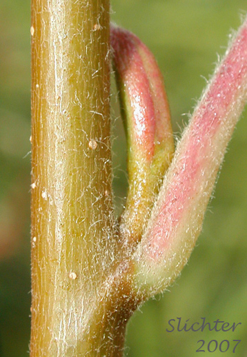 Leaf bud of Gray Alder, Mountain Alder, Thinleaf Alder: Alnus incana ssp. tenuifolia (Synonyms: Alnus incana var. occidentalis, Alnus rugosa, Alnus tenuifolia)