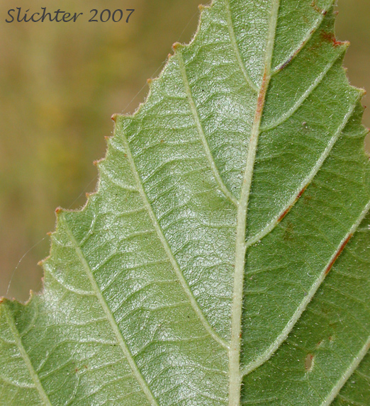 Close-up of the ventral leaf surface of Gray Alder, Mountain Alder, Thinleaf Alder: Alnus incana ssp. tenuifolia (Synonyms: Alnus incana var. occidentalis, Alnus rugosa, Alnus tenuifolia)