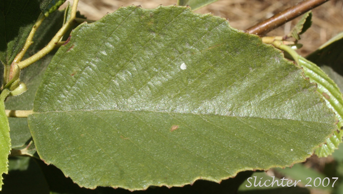 Dorsal leaf surface of California Alder, White Alder: Alnus rhombifolia (Synonym: Alnus rhombifolia var. bernardina)