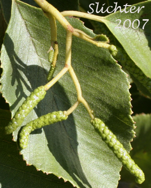 Male cones of California Alder, White Alder: Alnus rhombifolia (Synonym: Alnus rhombifolia var. bernardina)