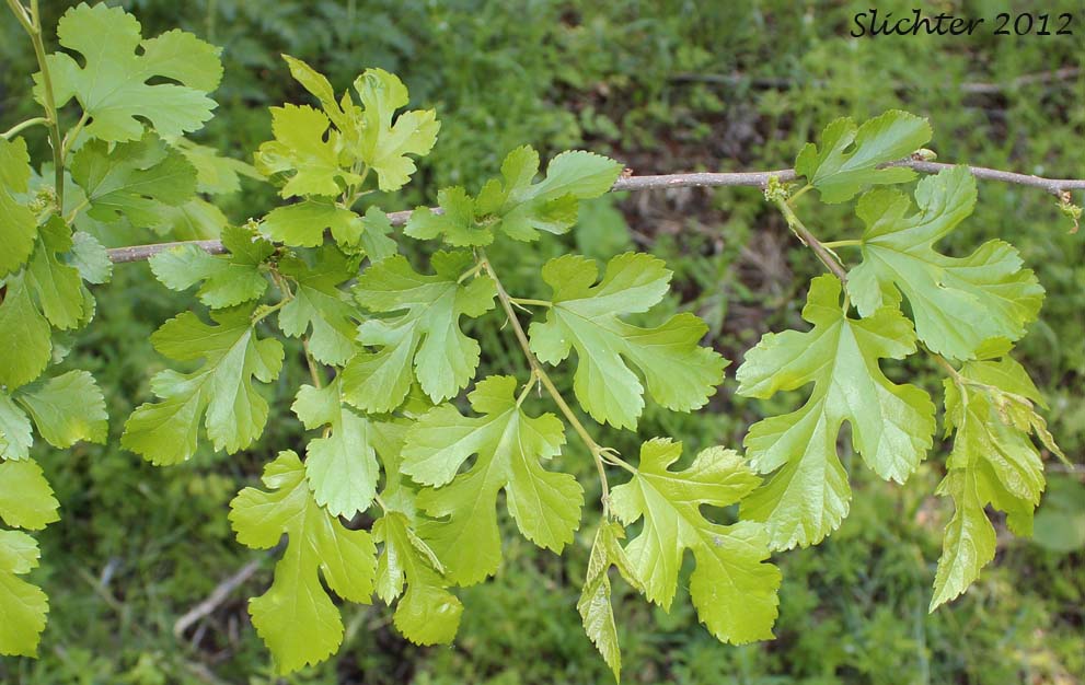 Leaves of White Mulberry: Morus alba (Synonyms: Morus alba var. multicaulis, Morus alba var. tartarica, Morus tatarica)