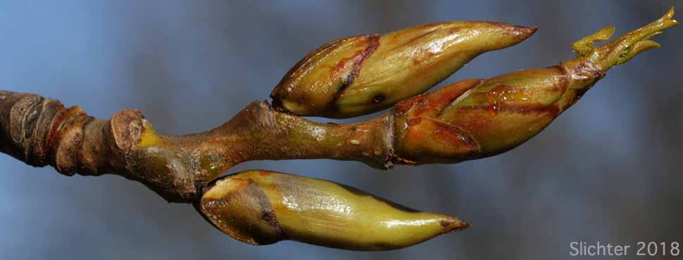 Buds of Balsam Poplar, Black Cottonwood: Populus trichocarpa (Synonyms: Populus balsamifera, Populus balsamifera ssp. trichocarpa)
