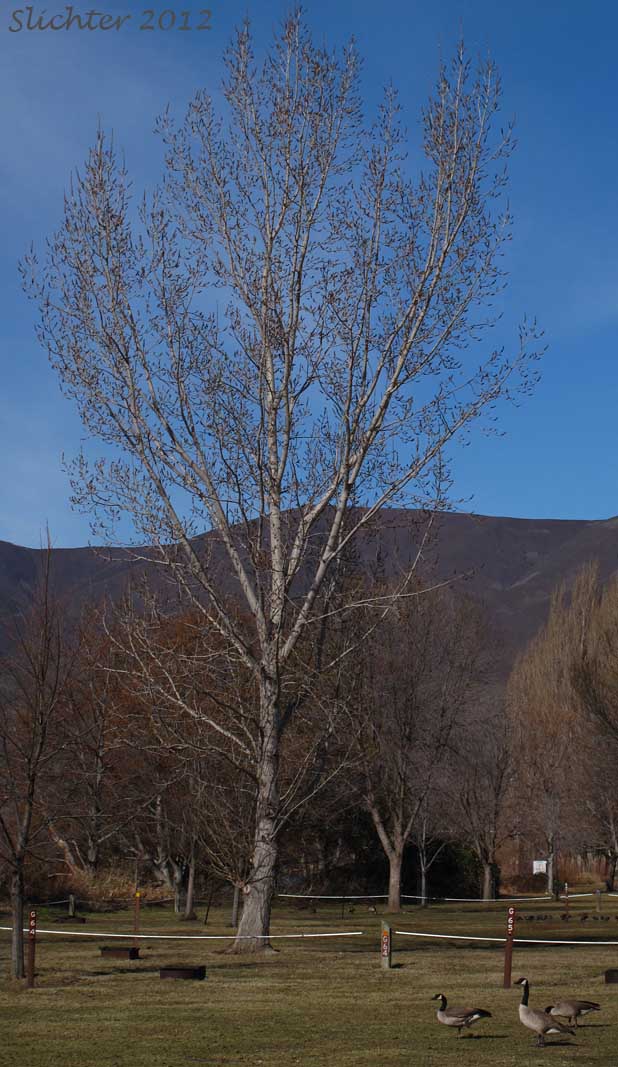 Balsam Poplar, Black Cottonwood: Populus trichocarpa (Synonyms: Populus balsamifera, Populus balsamifera ssp. trichocarpa)