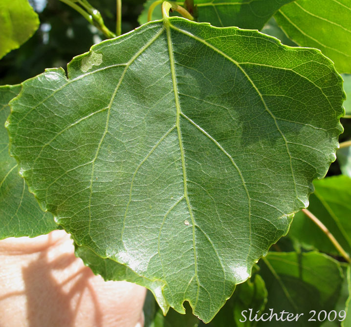 Leaf of Lombardy Poplar: Populus nigra (Synonyms: Populus dilatata, Populus italica, Populus nigra var. italica)
