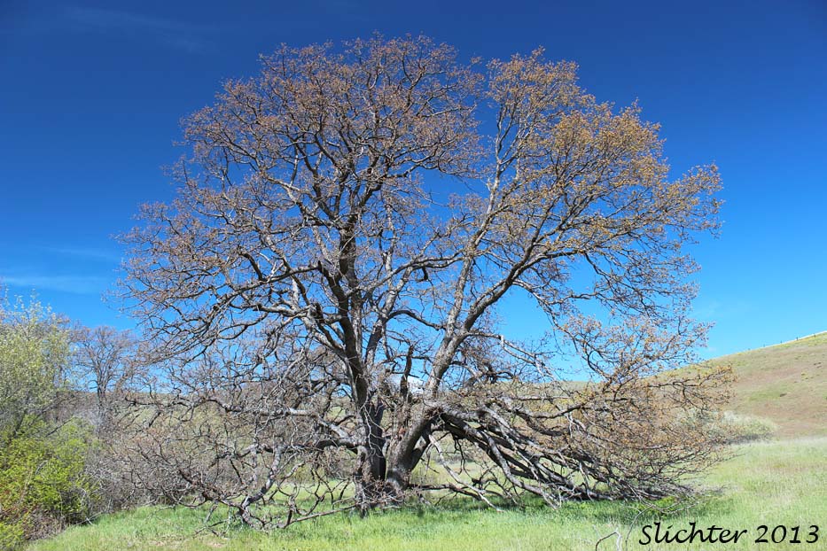 Oregon White Oak, Garry Oak: Quercus garryana var. garryana