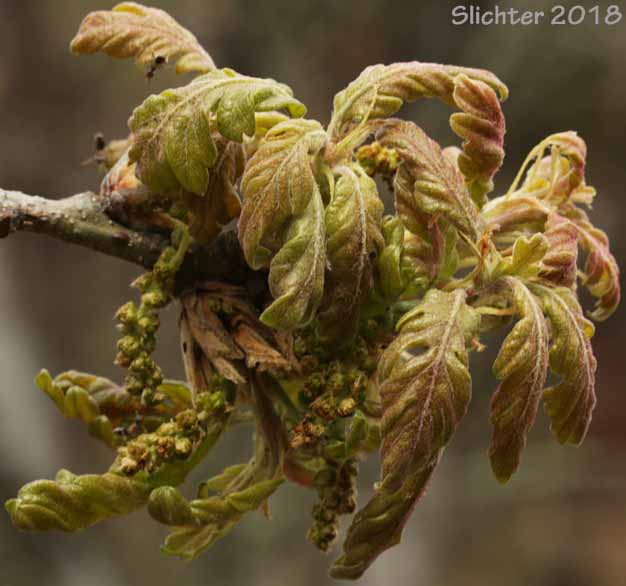 Inflorescences and young leaves of Oregon White Oak, Garry Oak: Quercus garryana var. garryana