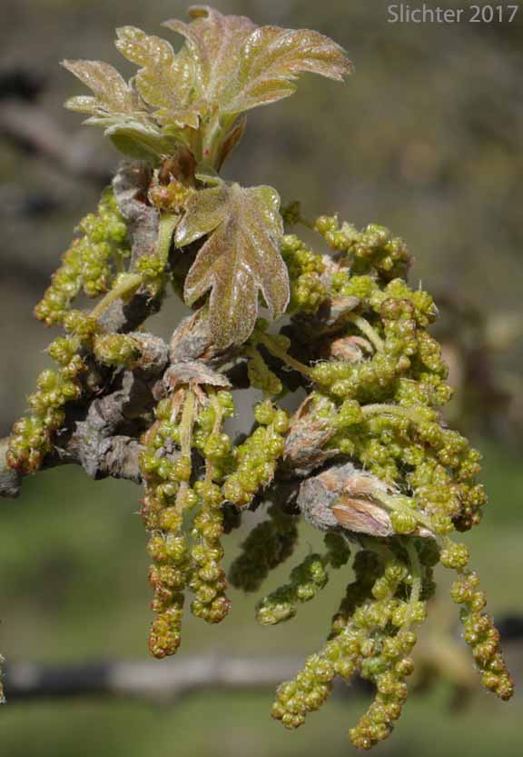 Male catkins of Oregon White Oak, Garry Oak: Quercus garryana var. garryana